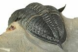Excellent Zlichovaspis Trilobite - Atchana, Morocco #209626-4